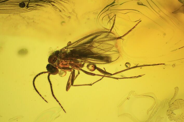 Detailed Fossil Wasp, Springtail & Two Flies (Diptera) In Baltic Amber #48130
